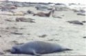Macho Seals